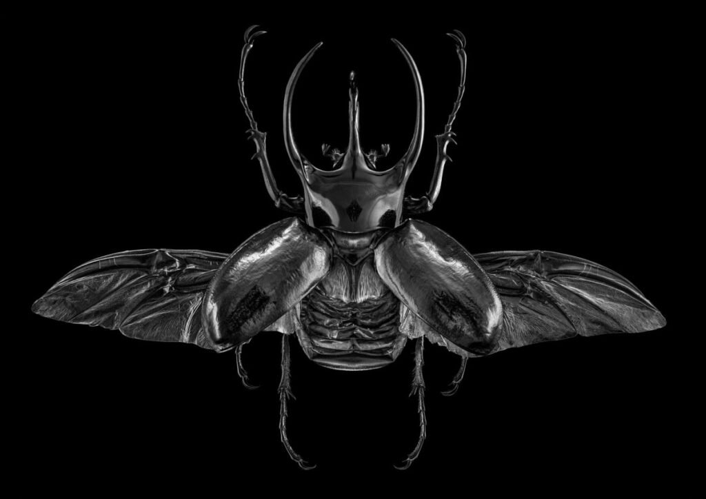 Oliver Weiller - Chalcosoma Caucasus