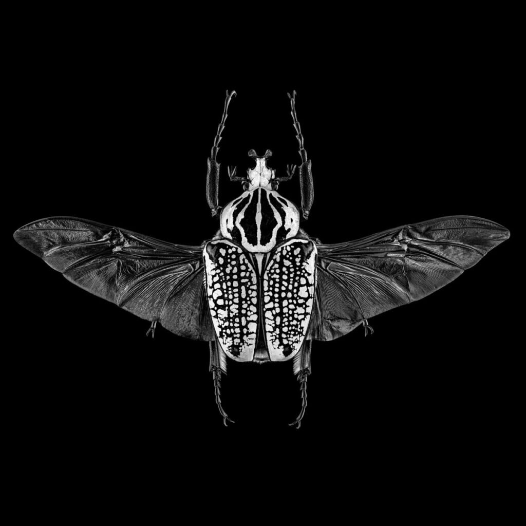 Oliver Weiller - Goliathus Orientalis