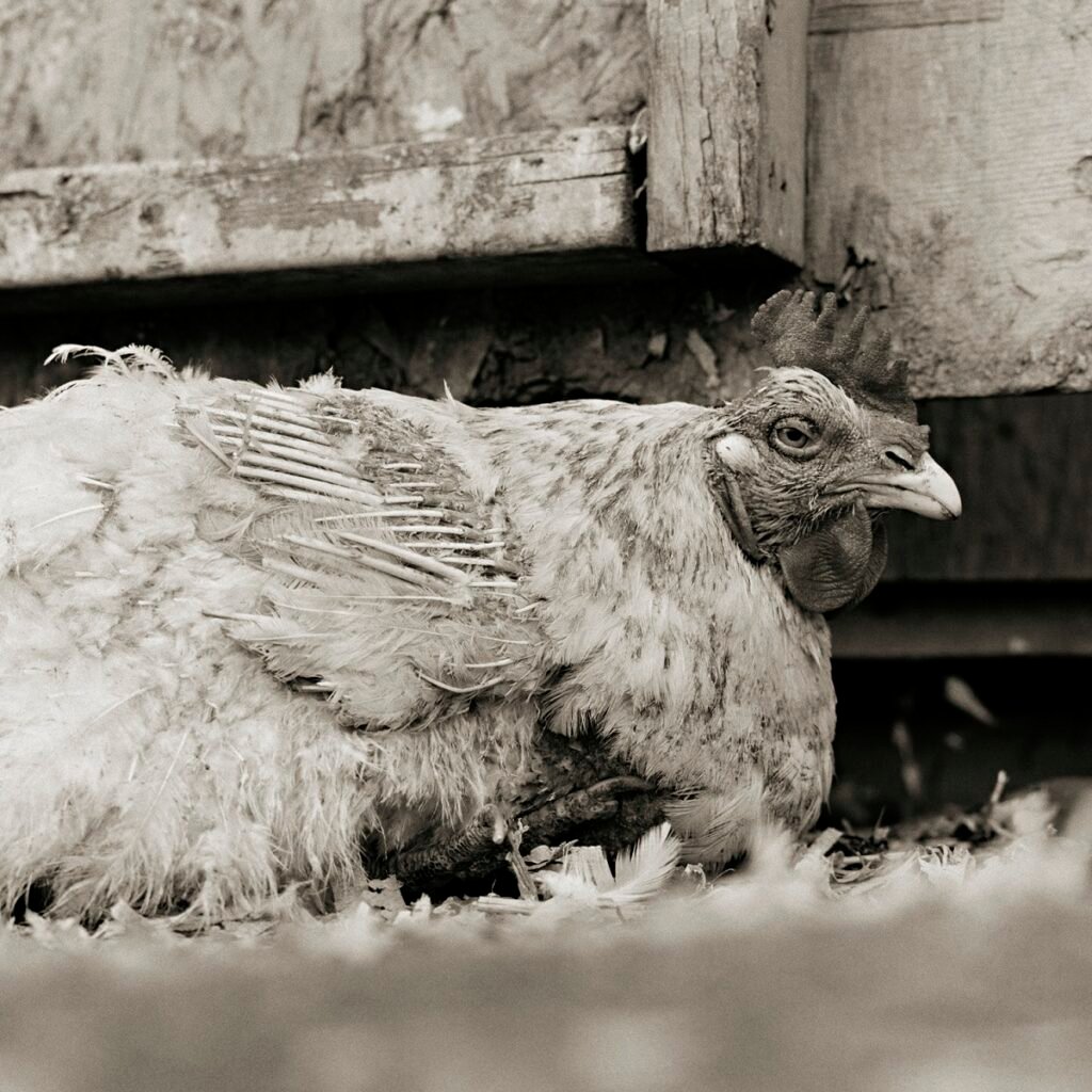 Isa Leshko - Rooster